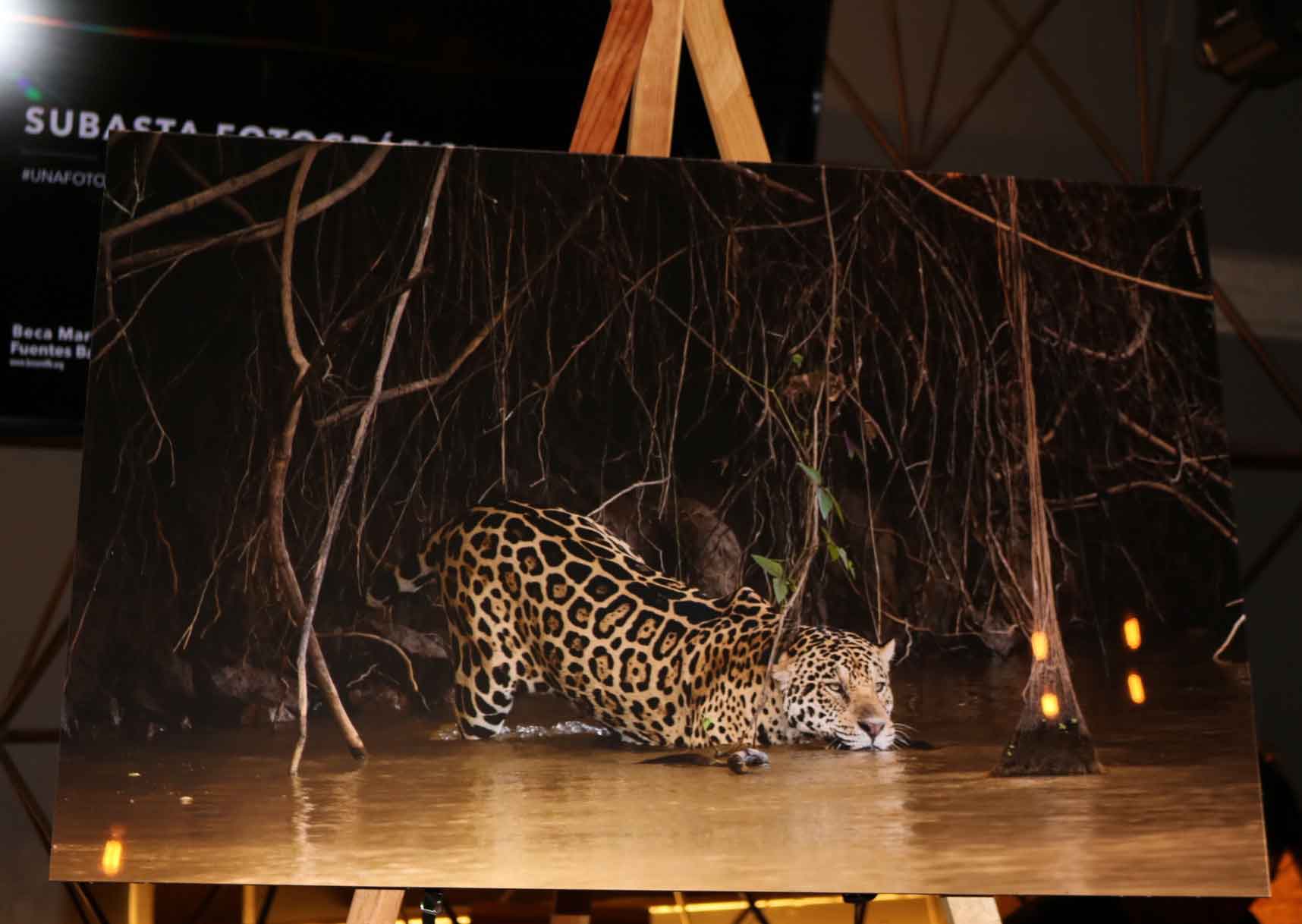subasta fotografica subasta fotografica 5
