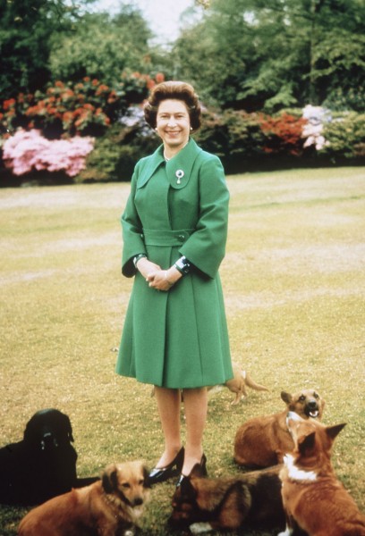 Perros reina Isabel 6