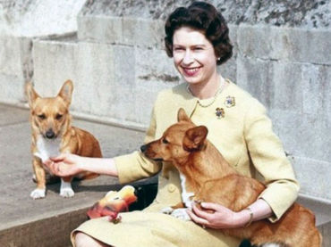 Perros reina Isabel 7