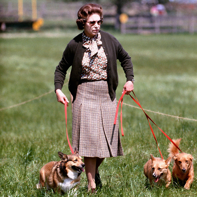 Perros reina Isabel 8
